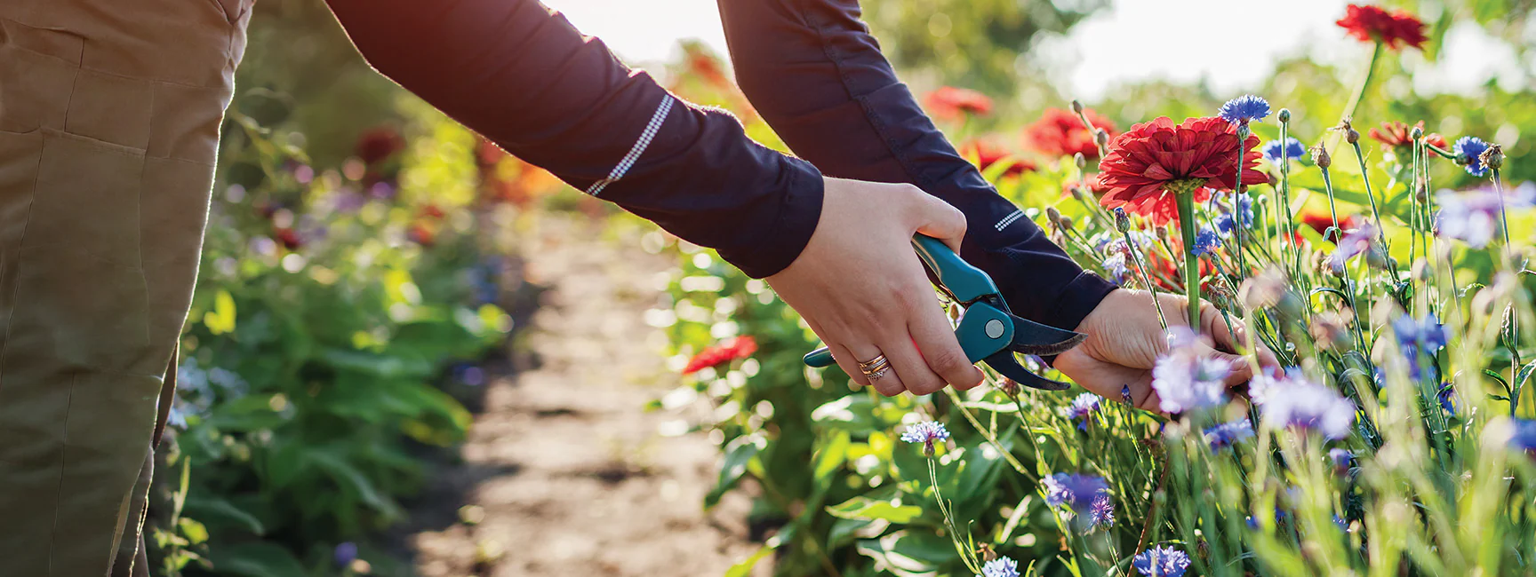 Sow Success With Premium Seeds